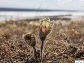 Весеннее пробуждение. Пешая экскурсия по Табагинскому Мысу