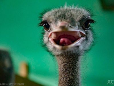 Эму, верблюды и фазаны: каких необычных животных содержат в Якутии