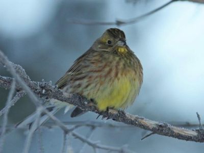 В Сунтарском районе пытается пережить зиму редкая для Якутии птица