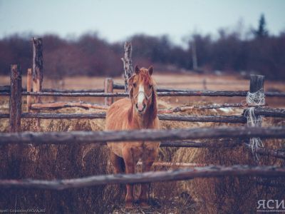 В Якутии увеличат финансирование строительства коневодческих баз