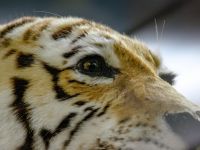 Зоологический музей МГУ им. М. В. Ломоносова