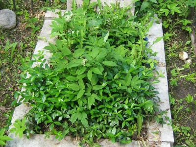 Могила Крашенинникова Федора Николаевича (1869-1938)