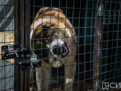 В Госдуме поддержали запрет выгула собак опасных пород детьми до 16 лет