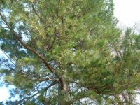 Дом Пастернака