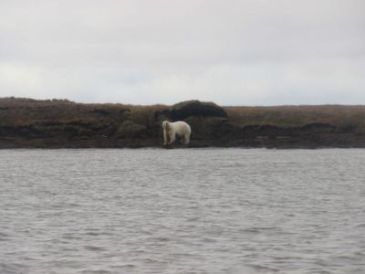 Белого медведя заметили около села в Нижнеколымском районе Якутии