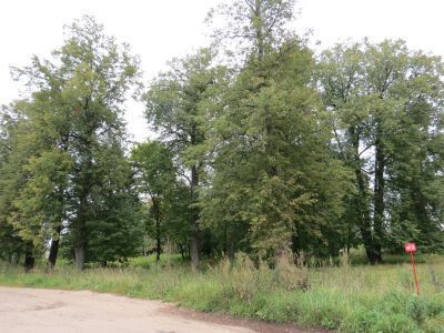 Усадьба "Светочева Гора".  Парк