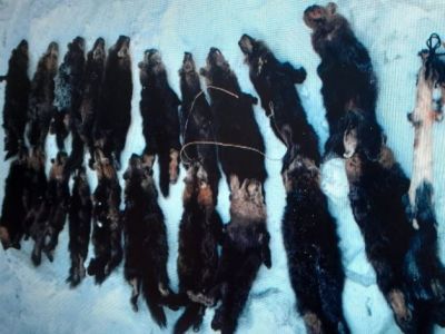 В Якутии браконьер добыл 32 соболя при помощи капканов