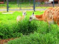 Государственный Большереченский зоопарк имени В.Д. Соломатина