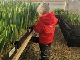 Семья из Мегино-Кангаласского района вырастила 20 тысяч тюльпанов к 8 Марта