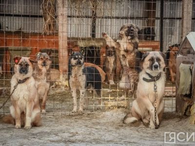 В приюте Якутска запретили приём собак от горожан из-за бруцеллеза