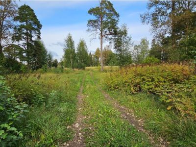 Усадьба Толкачева. Парк