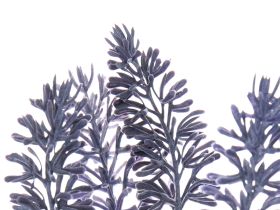 Цветок Zumpano