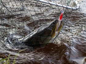 Рыбалка на реках Алдан, Томпо, Хандыга, Барайы, Тукулан, Келя, Тумара