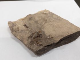 В Якутии ученые собрали уникальные образцы кембрийского периода