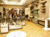 Музей естественной истории Татарстана