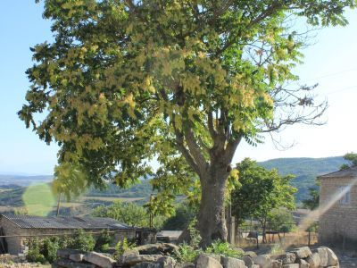 Могила святого