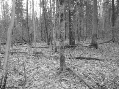 Памятное место, где в 1942 г. была организована 5-я Ворговская партизанская бригада, (командир Г.И. Кезиков, комиссар Н.С. Шараев)