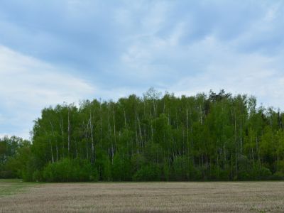 Священная роща
