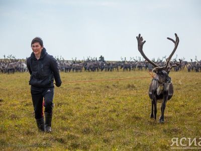 Якутия на поддержку оленеводства направила свыше одного миллиарда рублей в 2023 году
