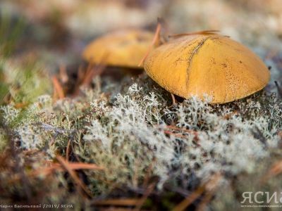 В России с 12 октября начали штрафовать за сбор редких грибов