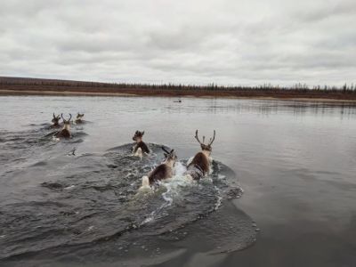 АЛРОСА продолжает оказывать поддержку ученым в мониторинге диких северных оленей