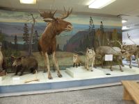 Архангельский краеведческий музей