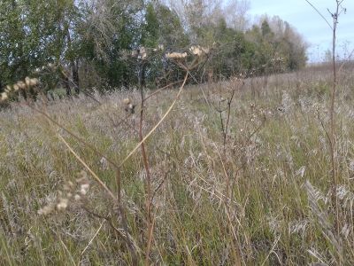 Братская могила партизан