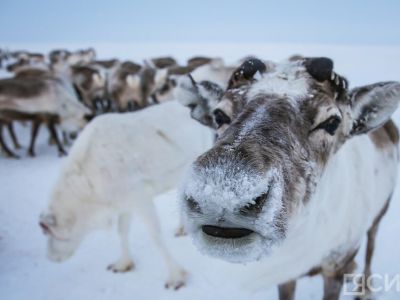 Меняют цвет глаз и мягкость копыт: удивительные факты о северных оленях