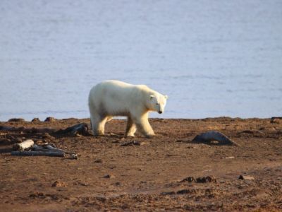 Белых медведей в якутской Арктике посчитали с помощью беспилотников