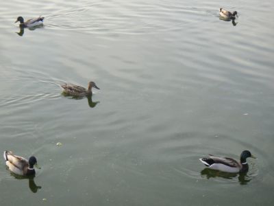 Стали известны сроки весенней охоты на водоплавающую и боровую дичь в Якутии