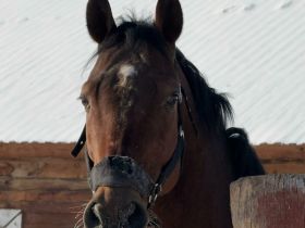 Якутский кинопродюсер спас скакуна от убоя и сделал его главной звездой фильма