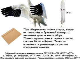 В Якутии стартовал осенний мониторинг стерха