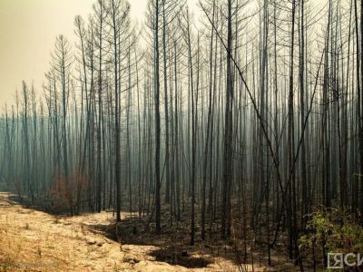 Количество лесных пожаров в Якутии сократилось до 14