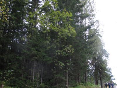 Однорядная пихтовая аллея по дороге к Никольскому скиту