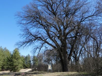 Многолетний (400-летний) дуб