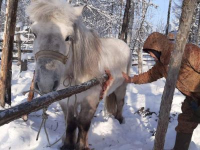 В Якутии ветеринары спасли раненую лошадь, которая напоролась на деревянный кол