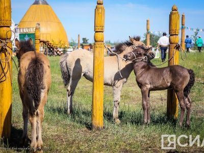 Стрельбу из лука верхом на лошади впервые проведут на Ысыахе Олонхо