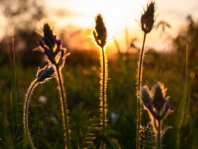 Луковый сплав