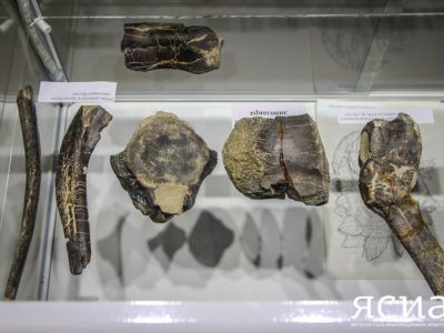 Ученые организуют экспедицию на полярное местонахождение динозавров в Якутии