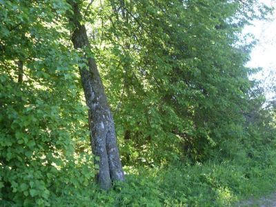 Усадьба К.Ф. Массе