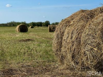 Свыше 435 тысяч тонн сена заготовят летом в Якутии