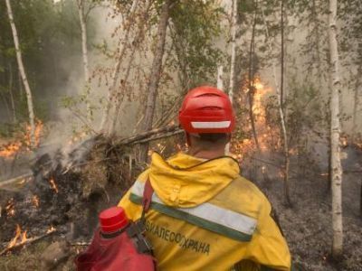 Противостояние лесному огню продолжается