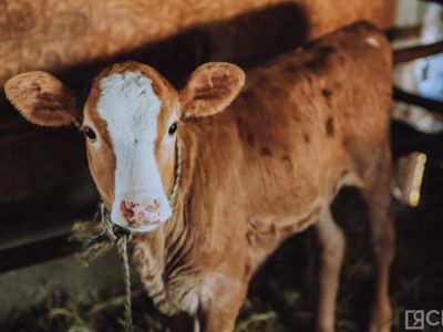 Якутянам расскажут о мерах профилактики болезней сельскохозяйственных животных