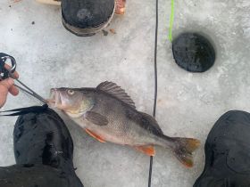 Трофейная рыбалка на реке Вилюй. Маршрут: п. Кысыл Сыр - устье р. Вилюй (до Лены)