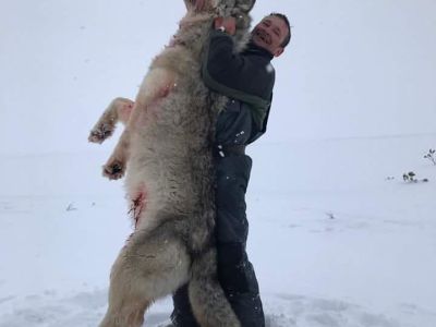 АНТИФЕЙК. Стокилограммового волка добыли не в Якутии