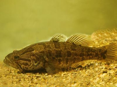 В Якутии появились нетипичные для региона хищные рыбы, угрожающие местным видам