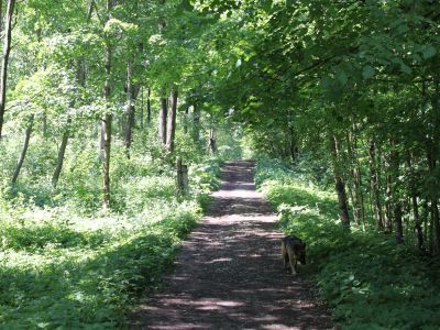 Парк пейзажный с ландшафтным пространством и декоративными лесопасадками, конец XVIII - середина XIX века