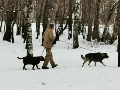 Регионы смогут устанавливать правила выгула собак