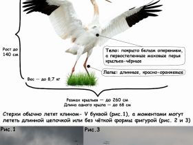 Народный мониторинг миграции стерхов запустили в Якутии