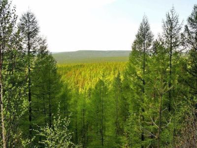 В Якутии действующих лесных пожаров нет